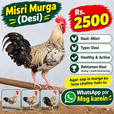 Misri Murga | Desi | Healthy & Active | Rs. 2500