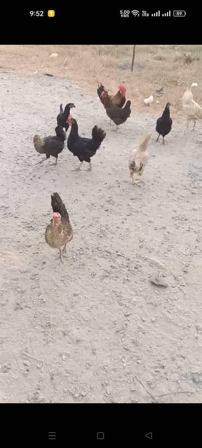 Hens for sell