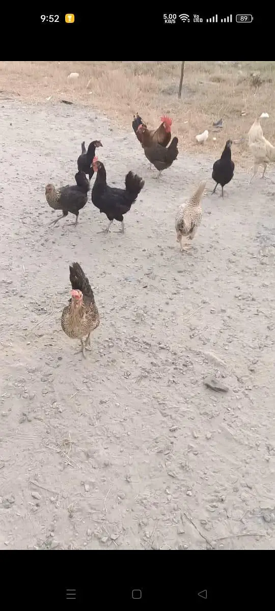 Hens for sell