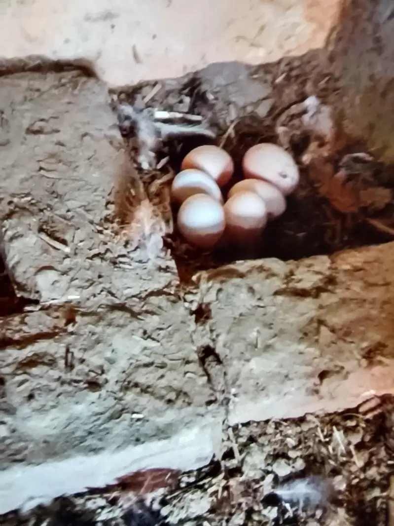 Hens for sell — photo 2