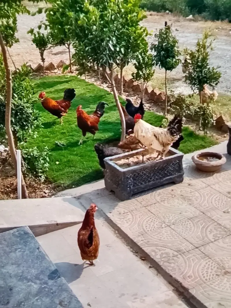 Hens for sell — photo 3
