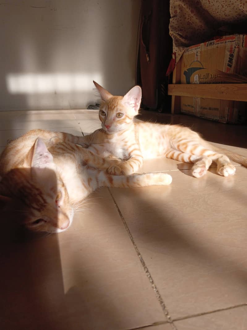 Kittens for adoption 0