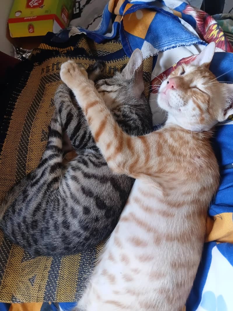 Kittens for adoption 1