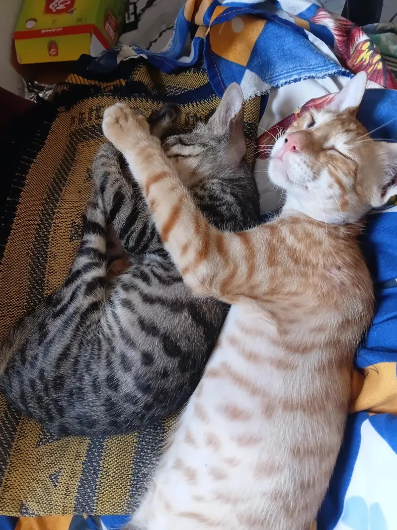 Kittens for adoption — photo 2