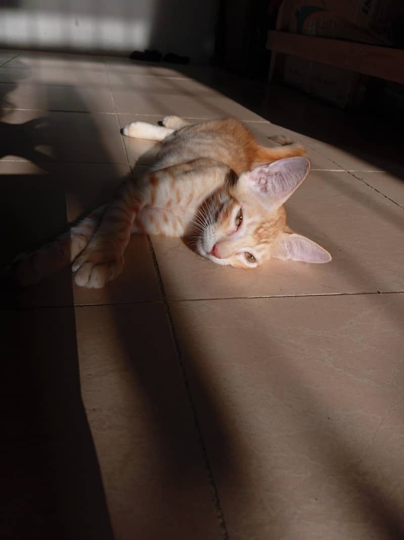 Kittens for adoption 3