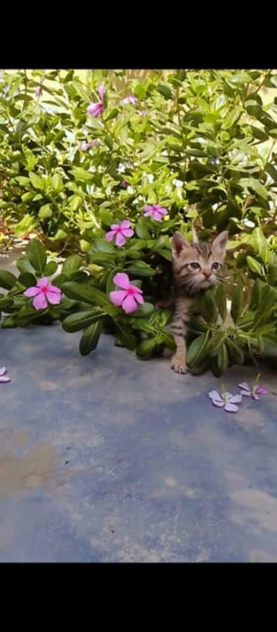 Semi fancy shorthair kittens