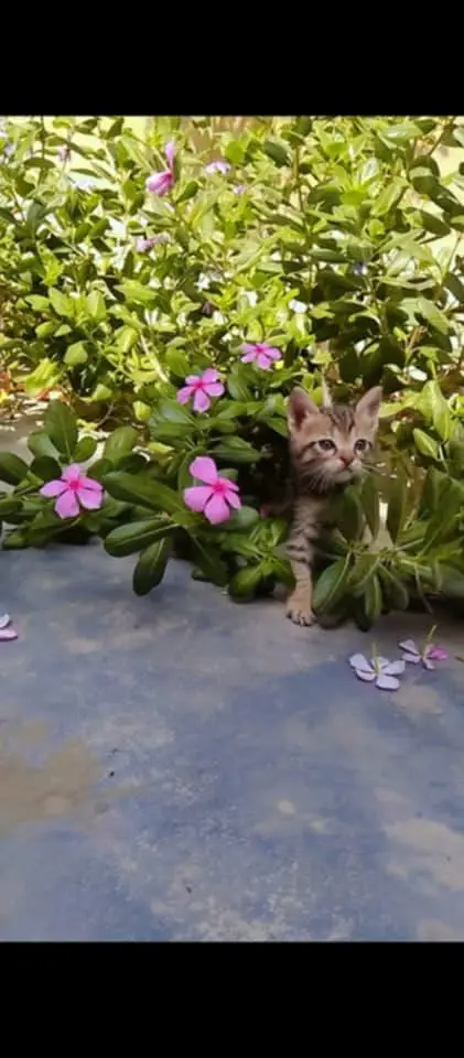 Semi fancy shorthair kittens