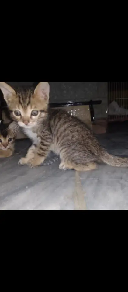 Semi fancy shorthair kittens — photo 2