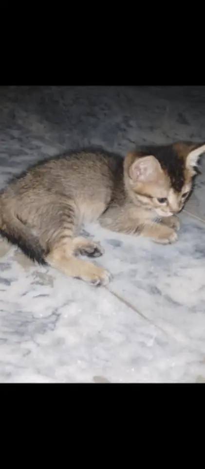 Semi fancy shorthair kittens — photo 3