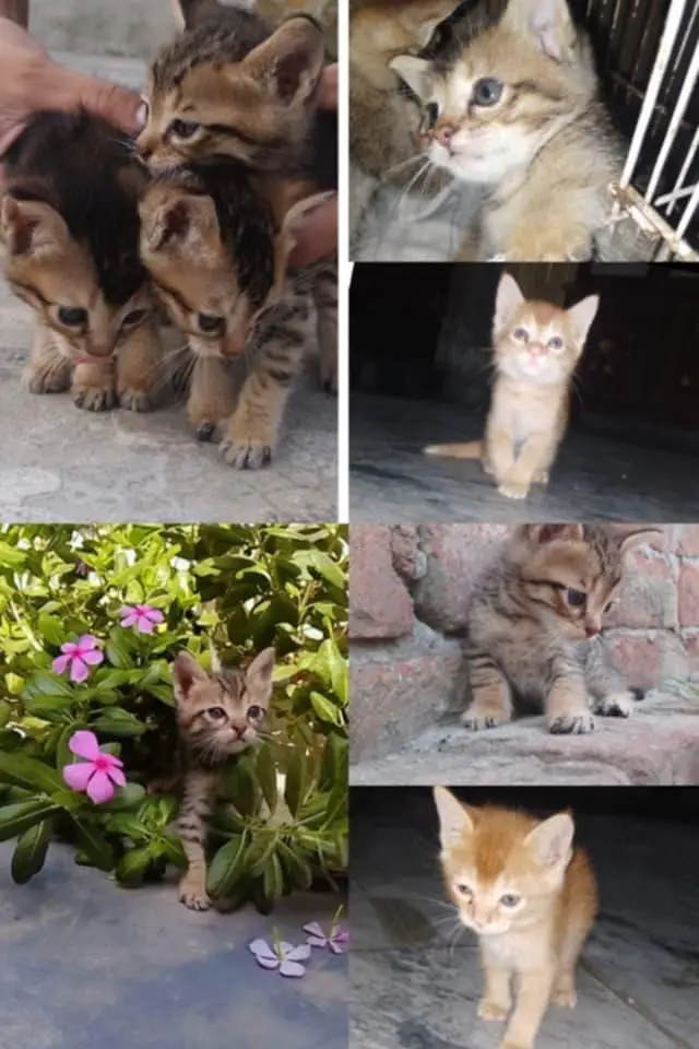 Semi fancy shorthair kittens — photo 5