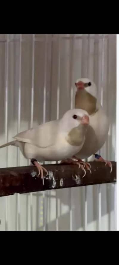 lady Gouldian and exotic finches