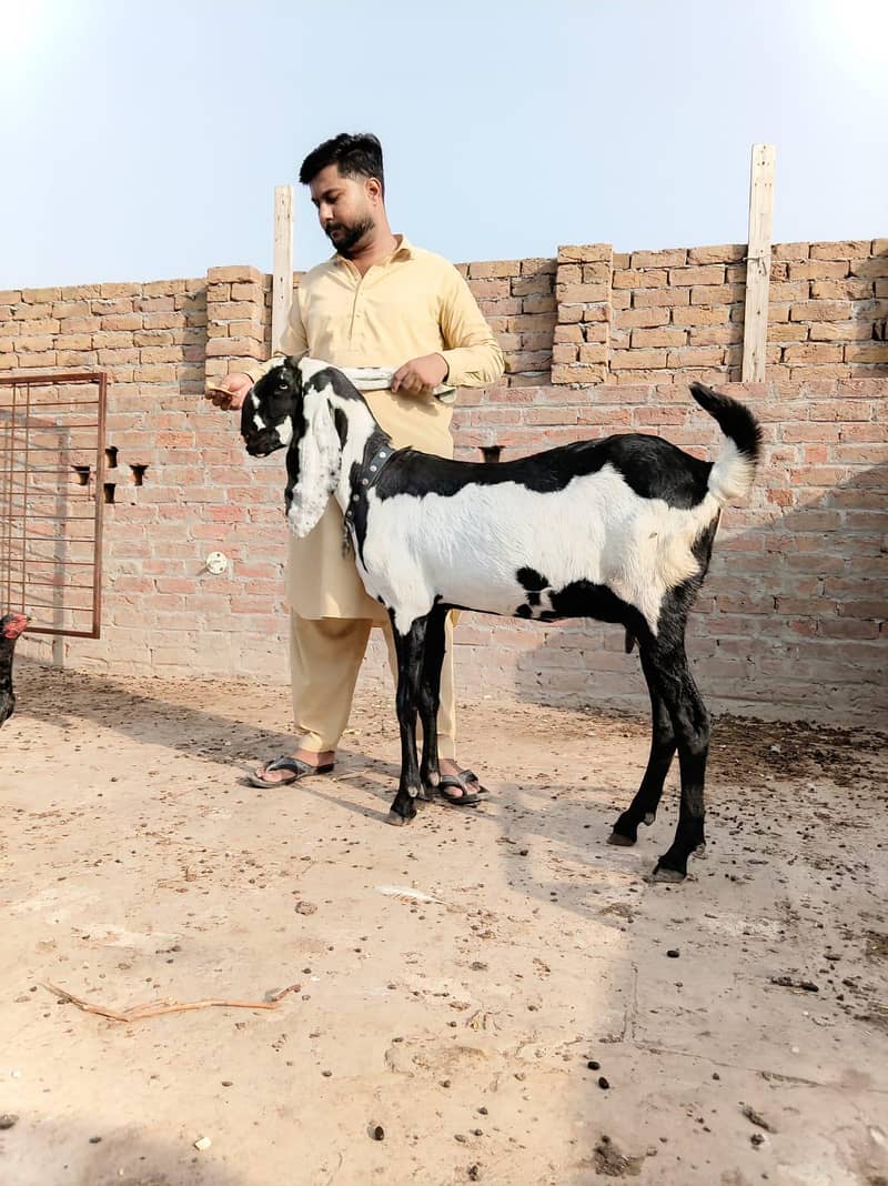 beetal bakri 0