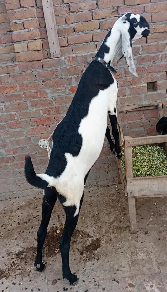 beetal bakri — photo 2