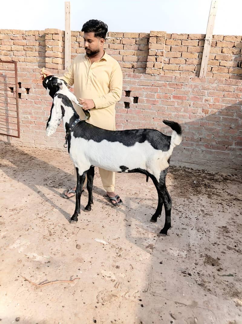 beetal bakri 2