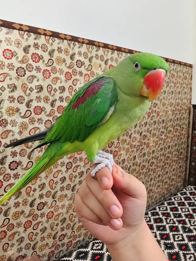 raw parrot bolti b ha bhoota or hat pr b bata ja te ha
