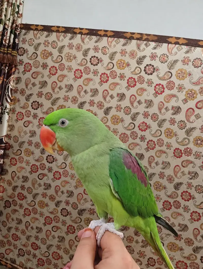 raw parrot bolti b ha bhoota or hat pr b bata ja te ha — photo 2