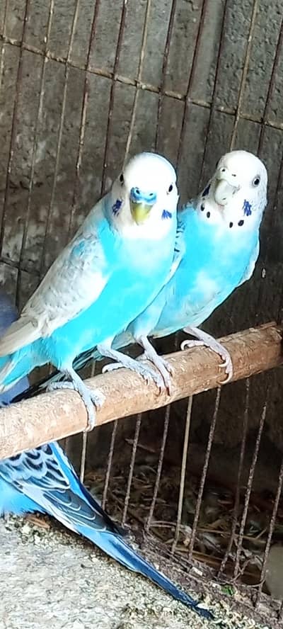 under saiz Rambu fellow bireeder pairs and pide pairs