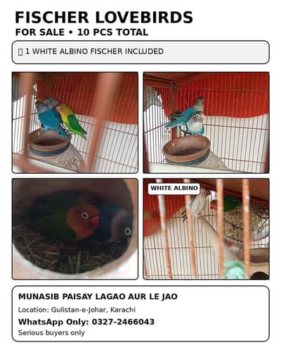 Green and Blue Fischer  Munasib pese lagao or lejao. . WhatsApp only