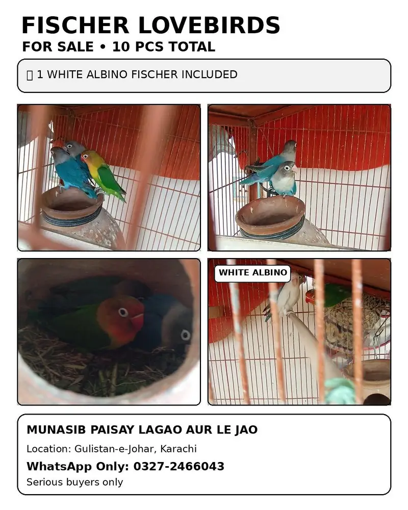 Green and Blue Fischer  Munasib pese lagao or lejao. . WhatsApp only