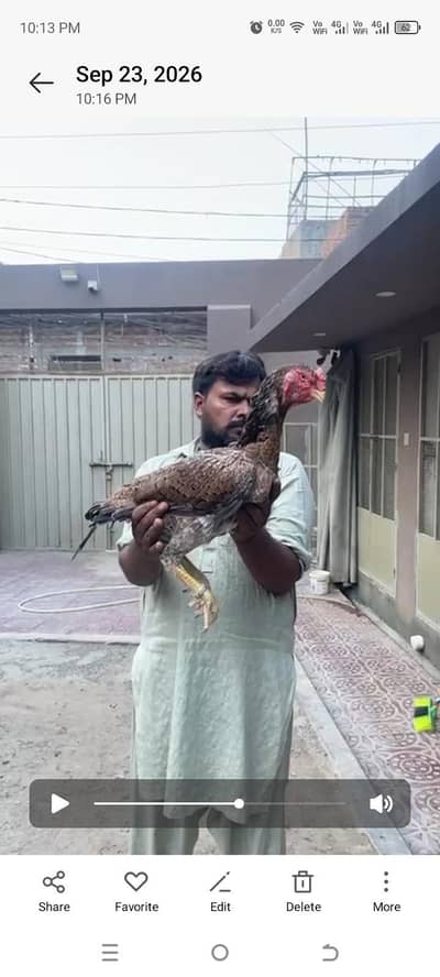 mashallah Shyam breed ring world bahut acche janwar hai
