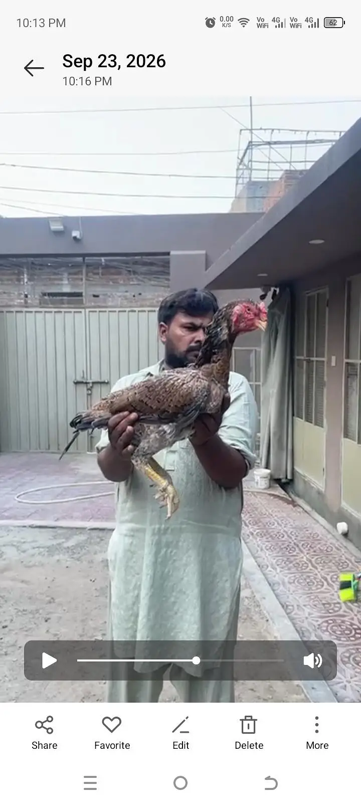 mashallah Shyam breed ring world bahut acche janwar hai