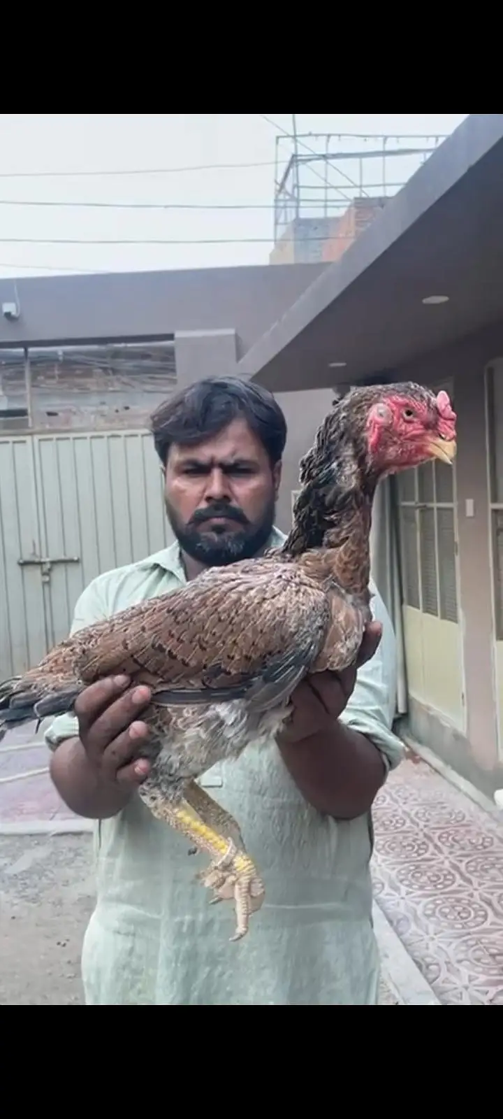mashallah Shyam breed ring world bahut acche janwar hai — photo 4