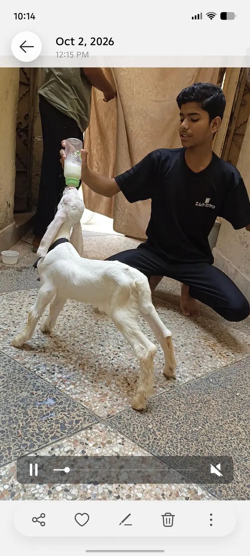 bakre ka bacha — photo 4