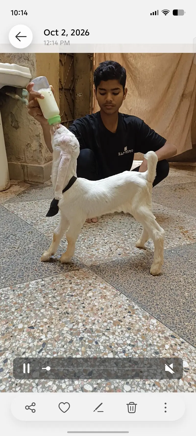 bakre ka bacha — photo 5