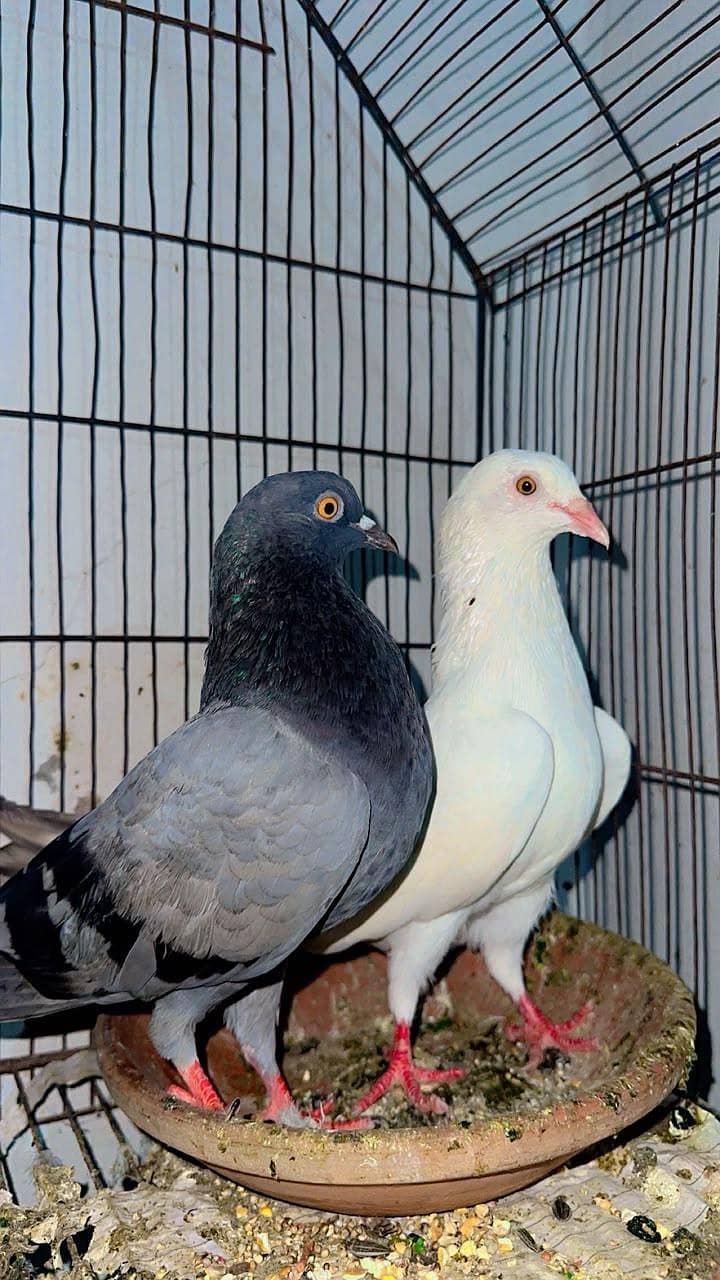 low flyer pair 1