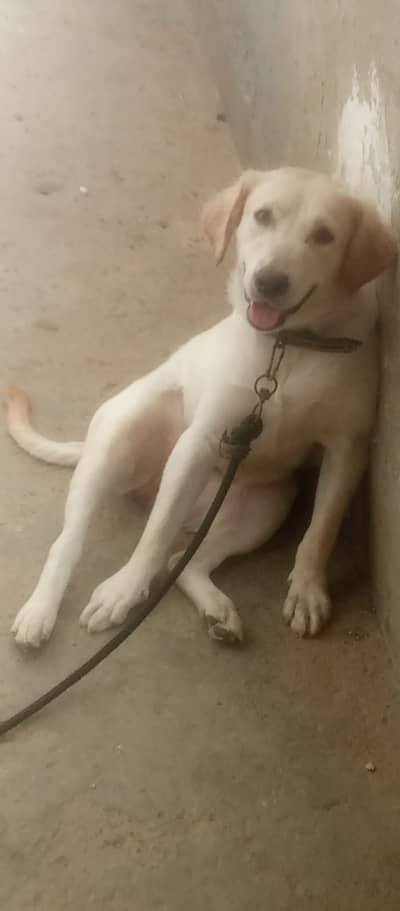 Jackie & Ginger are looking for thier new Home