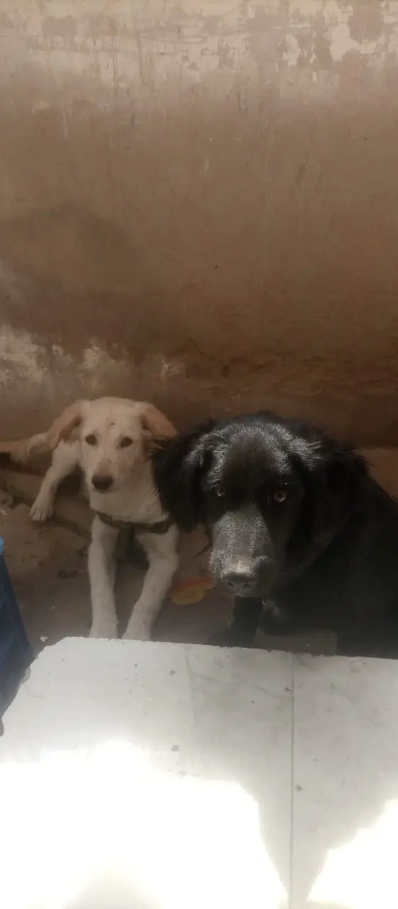Jackie & Ginger are looking for thier new Home — photo 5