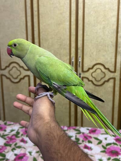 Hand tame talking parrot