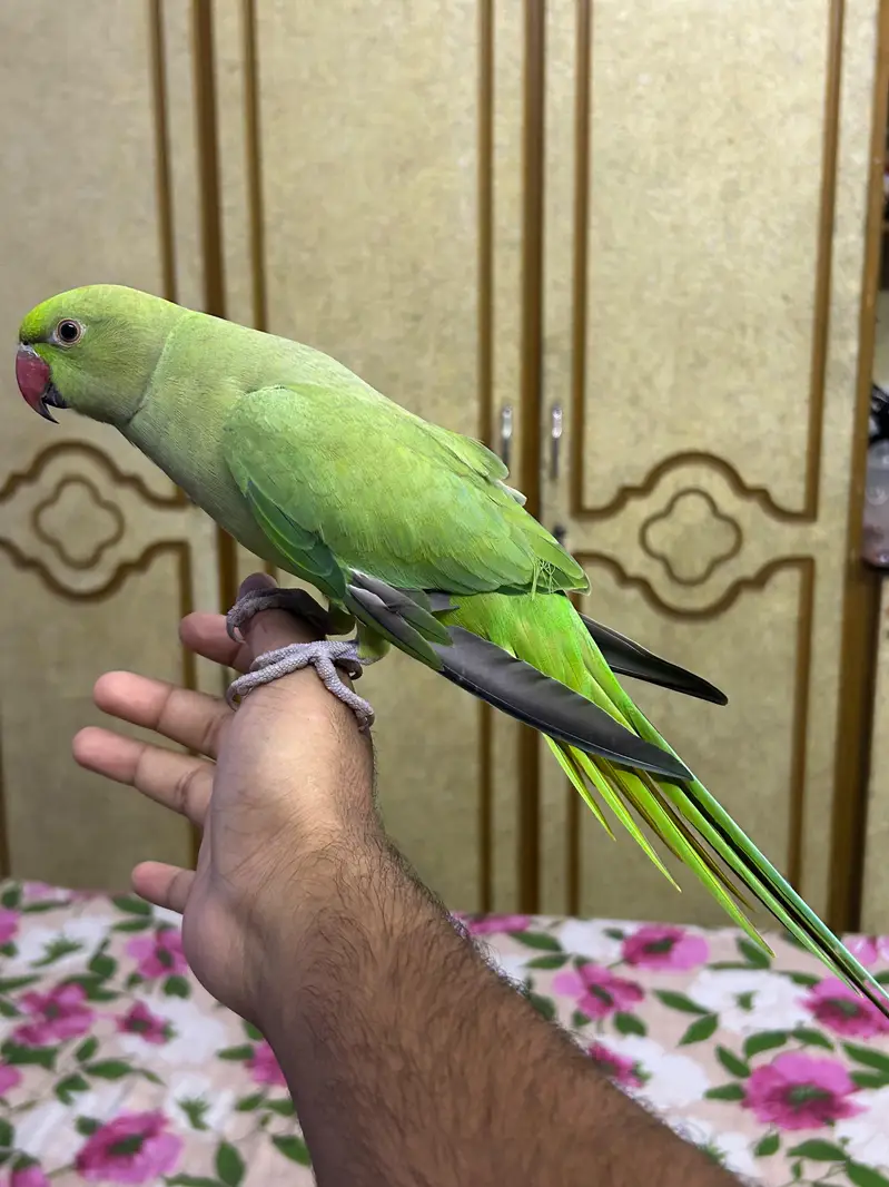Hand tame talking parrot — photo 2