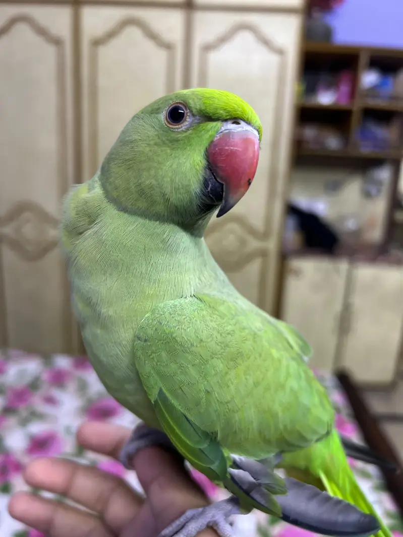 Hand tame talking parrot — photo 3