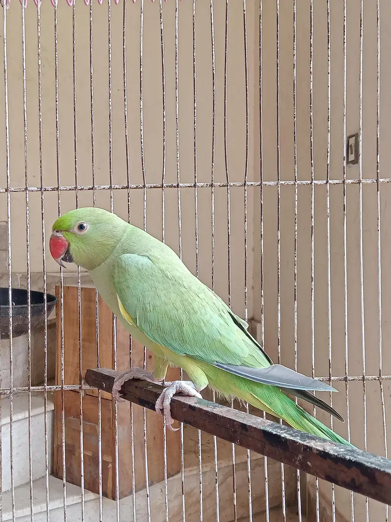 Hand tame talking parrot — photo 4