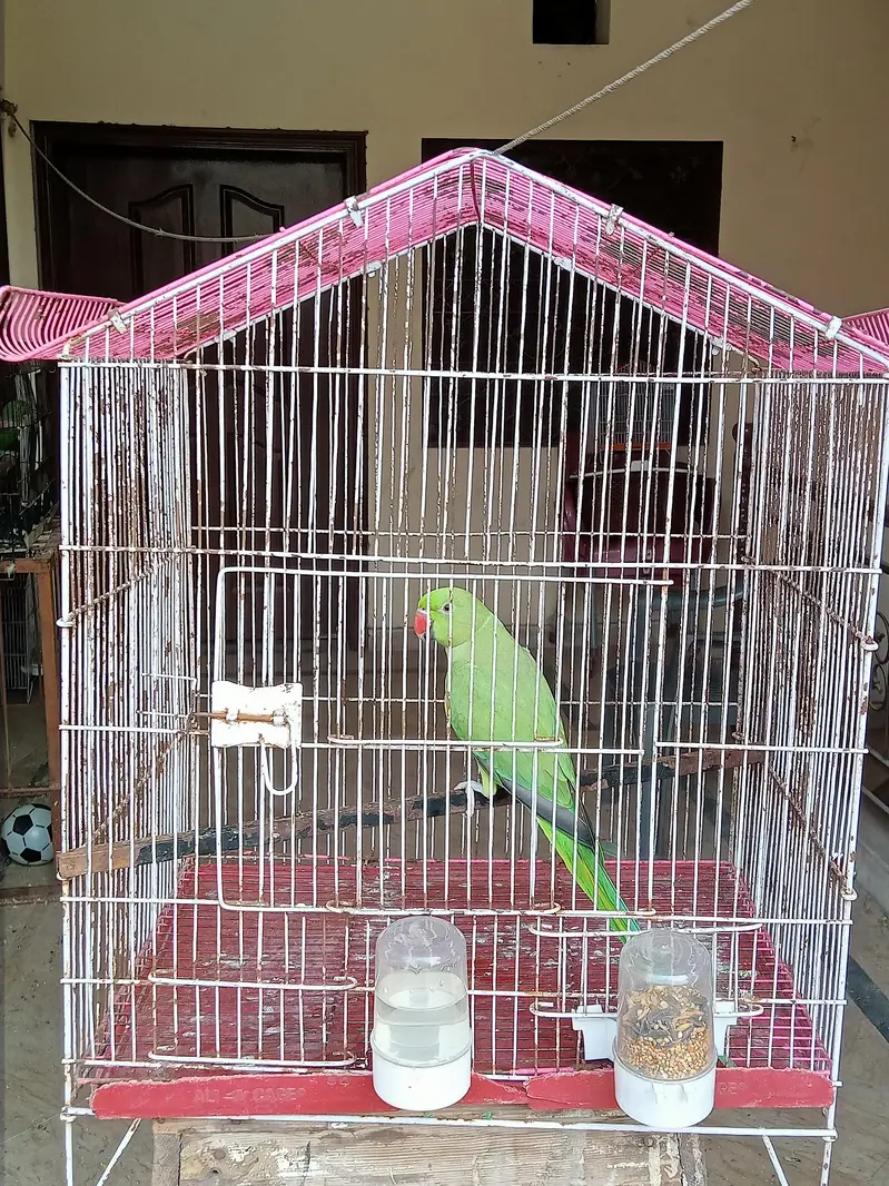 Hand tame talking parrot — photo 5