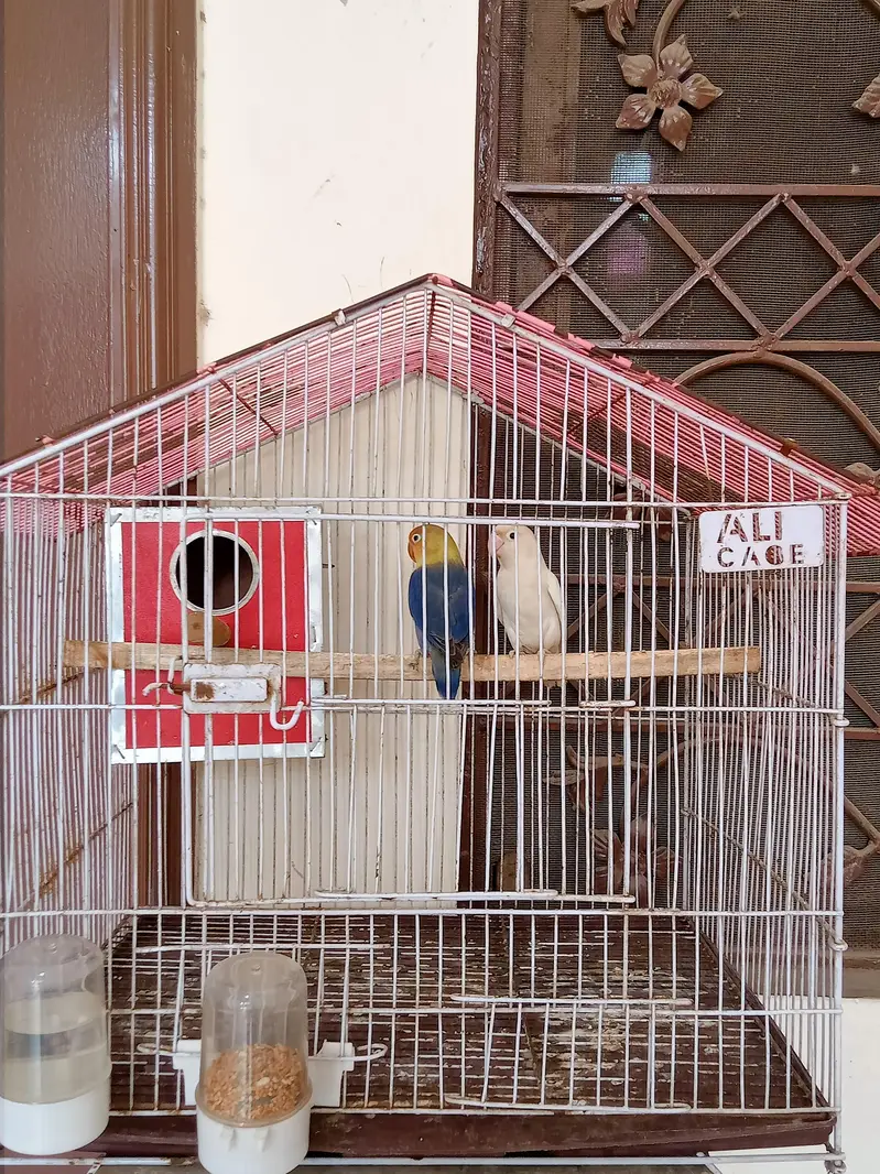 Hand tame talking parrot — photo 6