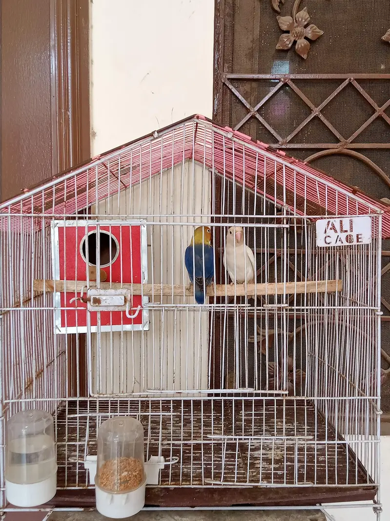 Hand tame talking parrot — photo 7