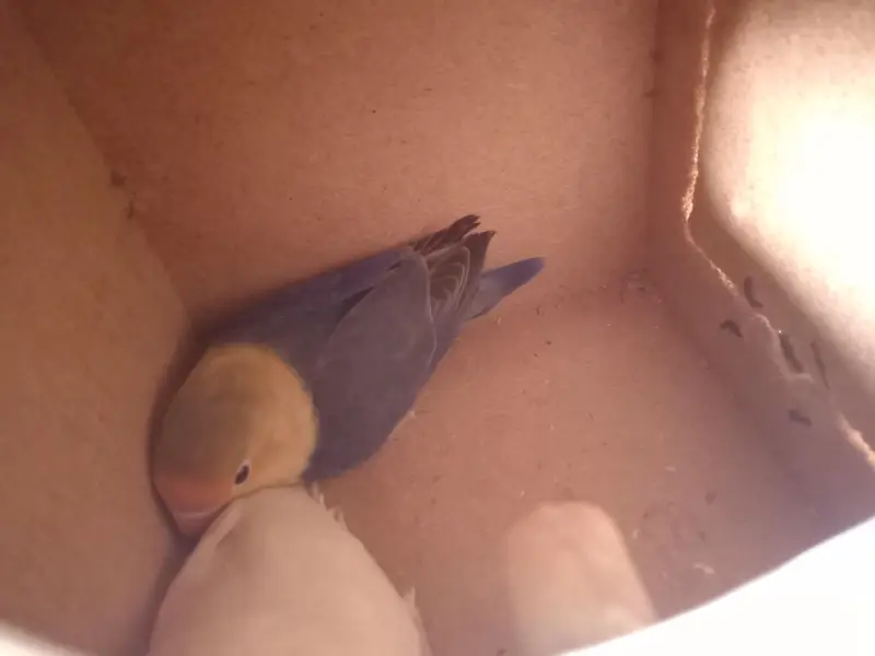 Hand tame talking parrot — photo 10