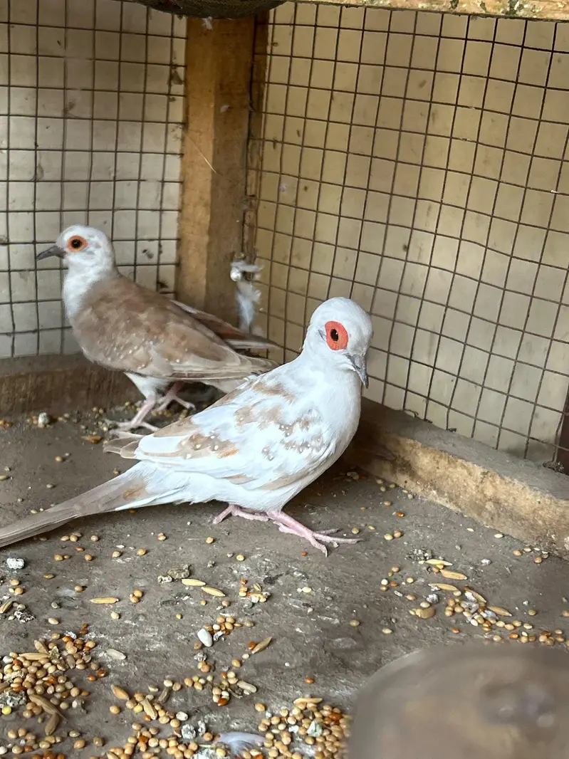 Hand tame talking parrot — photo 11