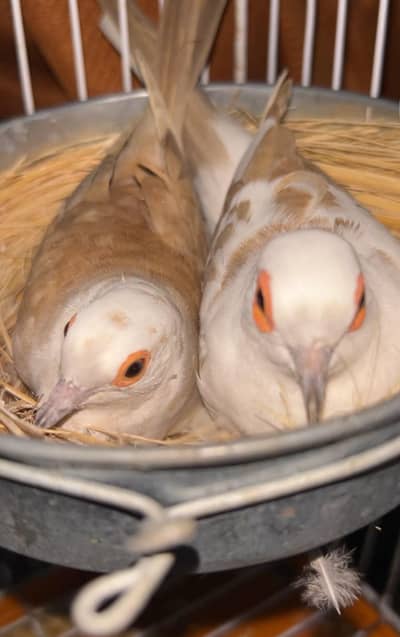 breeder pair with eggs