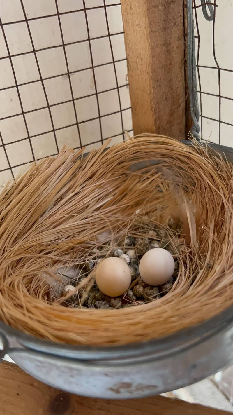 breeder pair with eggs 2