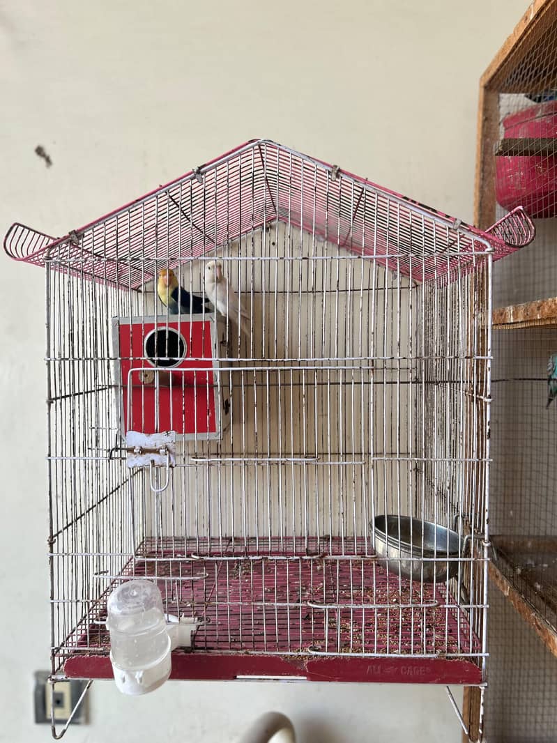 breeder pair with eggs 5