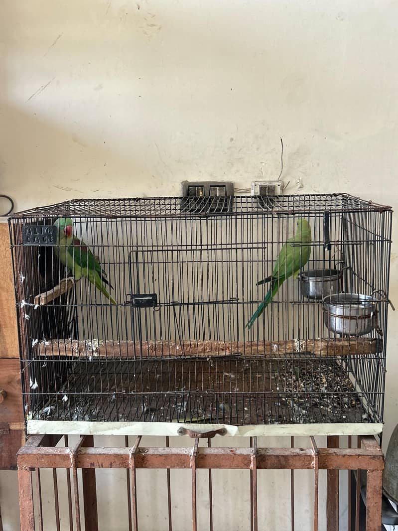 breeder pair with eggs 6