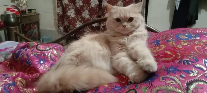 Pure Persian Double Coat Cats