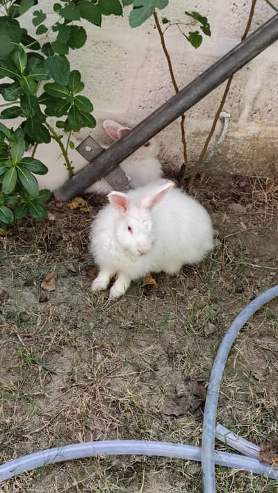 Angora rabbit