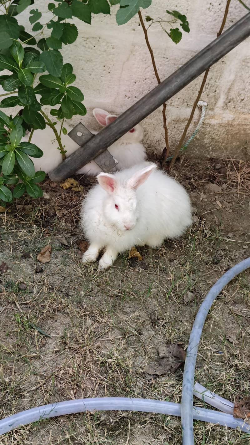Angora rabbit 0