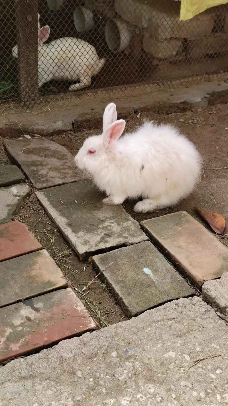 Angora rabbit — photo 2
