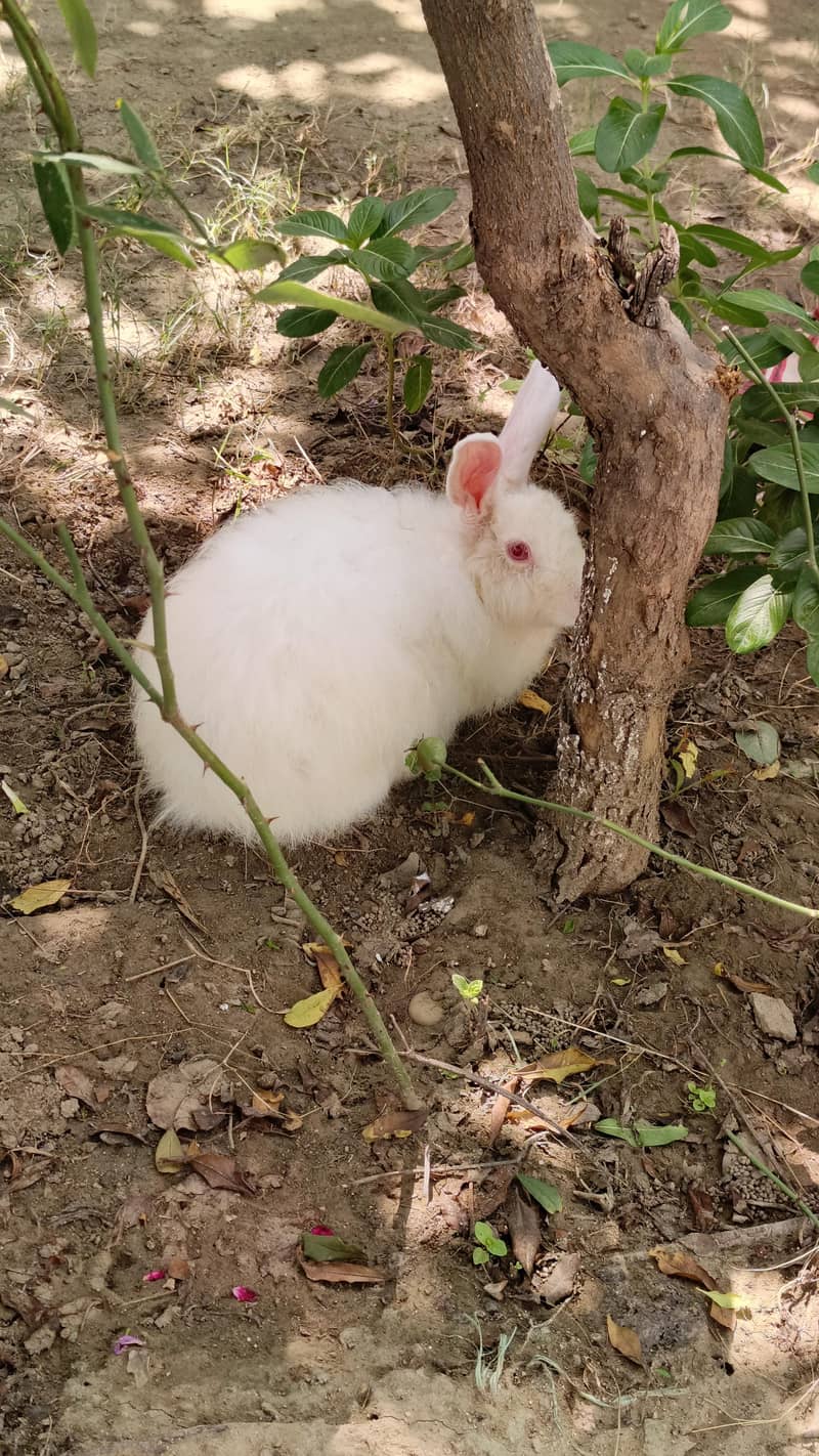 Angora rabbit 2