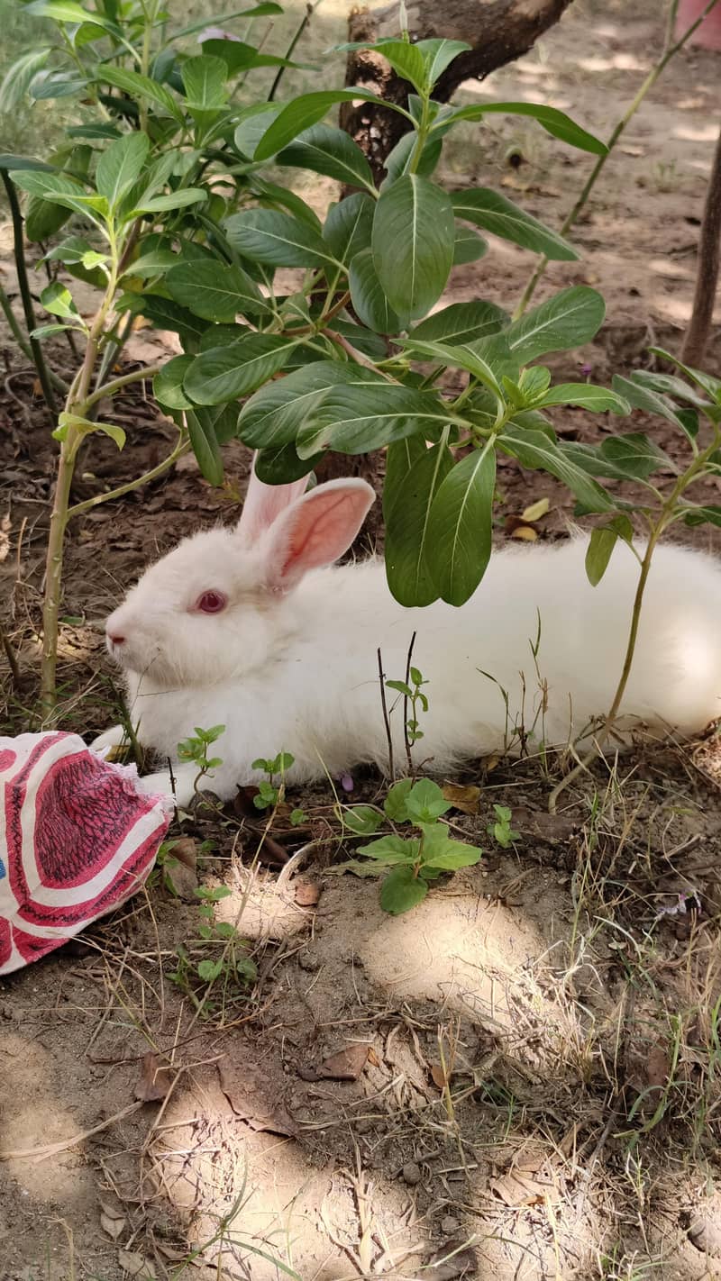 Angora rabbit 3